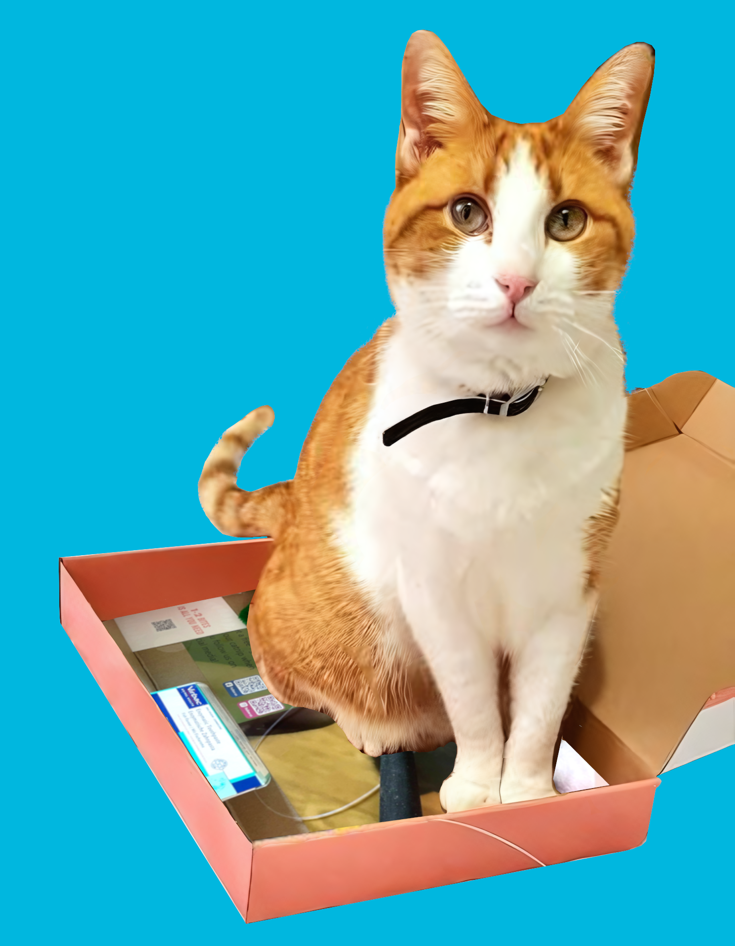Inventor Cat